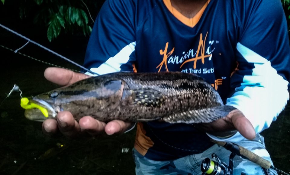 Lets Learn About Fish Forest Snakehead Ikan Bujuk