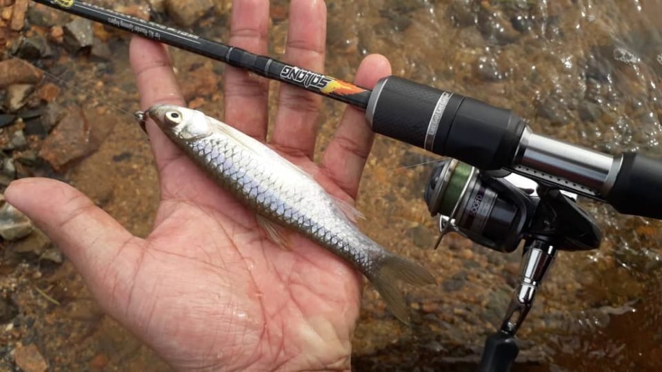 menggilat ikan seluang