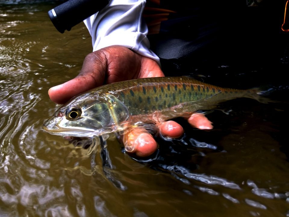 kanicen-nix-grenti-strike-micro-spoon-sikang-burmese-trout-malayan-trout-stream-fishing
