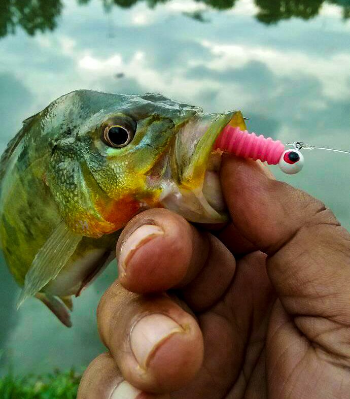 peacock-bass-menggunakan-softbait-kanicen-nix-grenti-strike-geli-geli-pink