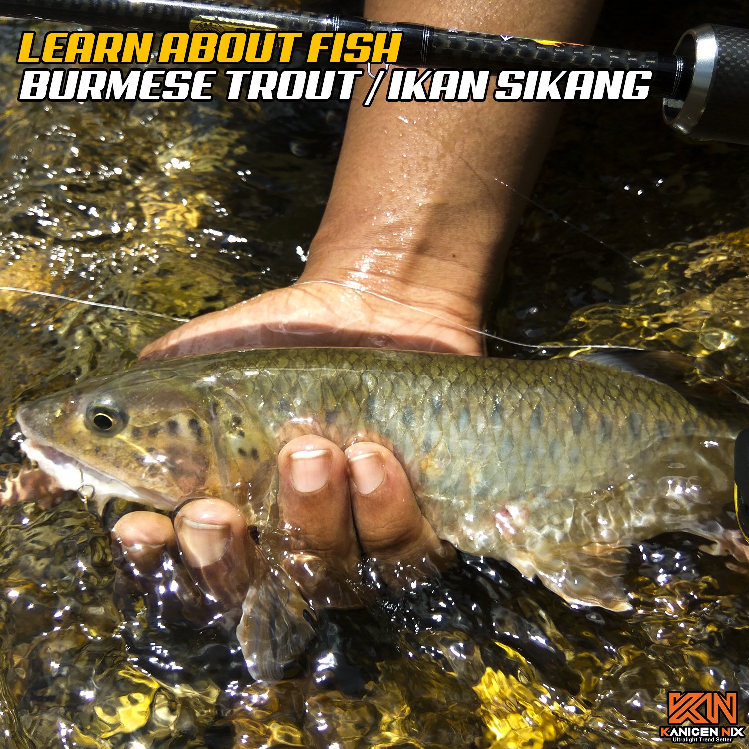 Sikandr Fish Let's Learn About Fish: Sikang - Burmese Trout