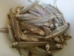 hasil jigging ikan bilis menggunakan rod ultralight sailang