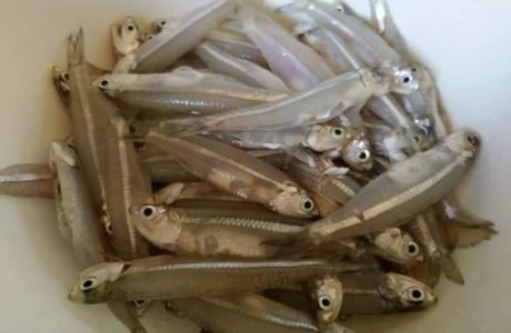 hasil jigging ikan bilis menggunakan rod ultralight sailang