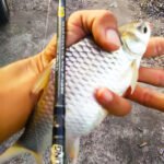 ikan-lampan-dengan-rod-sailang