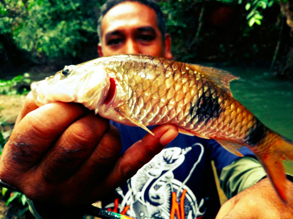 ikan sebarau dua jalus hampala double stripe kanicen nix sailang umpan spoon red eye