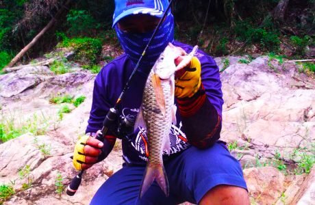 ikan sebarau royal belum dengan rod sailang kanicen nix