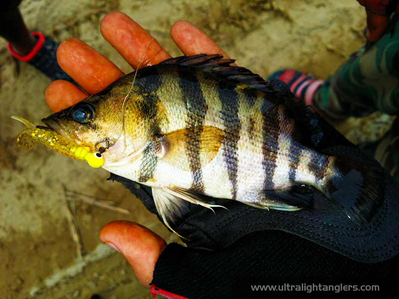 kanicen-nix-using-grenti-strike-softbaits-tiger-fish-muhammad-zafri