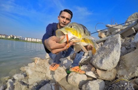 wawan-peacock-bass-kanicen-nix-sailang-grenti-strike