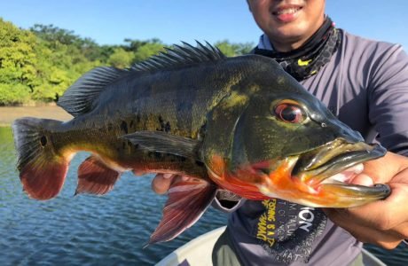foong chee keat caught 48cm peacock bass
