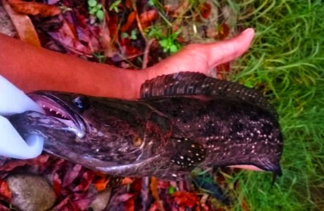 ikan bujuk channa lucius dengan soft bait kanicen nix grenti strike geli geli