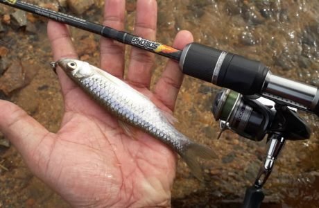 menggilat ikan seluang