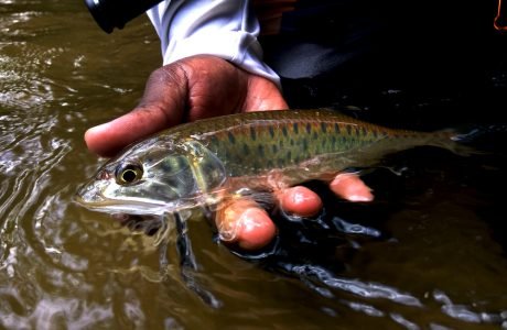 kanicen-nix-grenti-strike-micro-spoon-sikang-burmese-trout-malayan-trout-stream-fishing