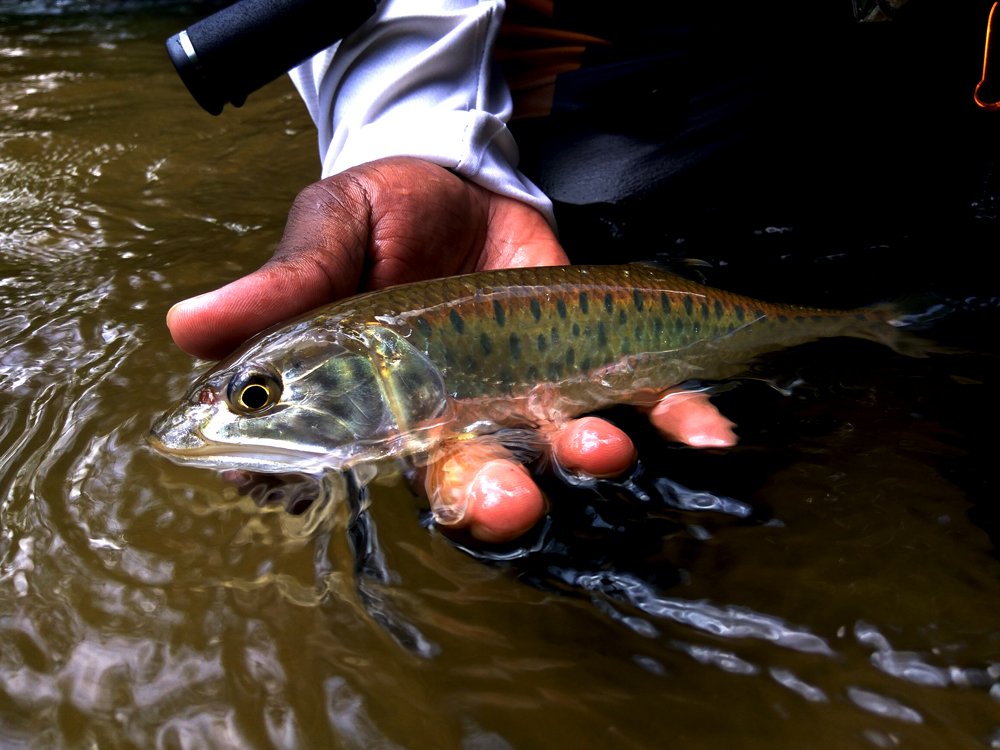 kanicen-nix-grenti-strike-micro-spoon-sikang-burmese-trout-malayan-trout-stream-fishing