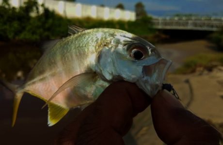 zamisma-abu-caught-baby-gt-giant-trevally-on-grenti-strike-brudu