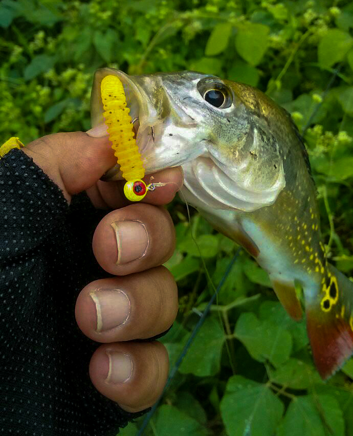 peacock-bass-menggunakan-softbait-kanicen-nix-grenti-strike-geli-geli-oren