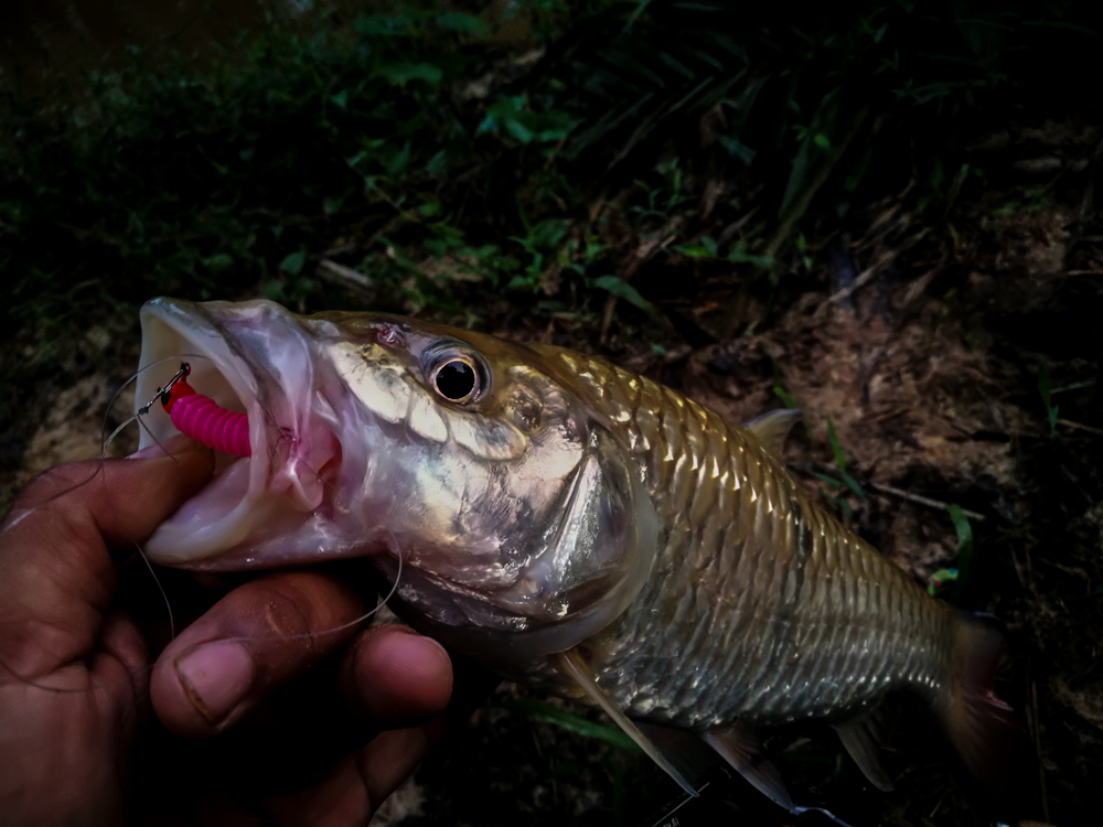 kanicen-nix-grenti-strike-geli-geli-pink-sebarau-hampala