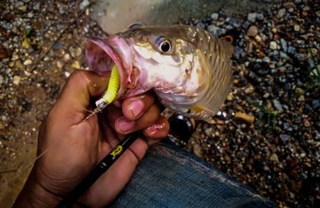 kanicen-nix-grenti-strike-geli-geli-yellow-sebarau-hampala