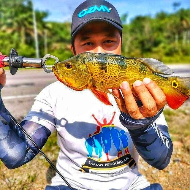 Climbing Perch, Puyu, Tarpon, Bulan, Copper Mahseer, Tengas, Peacock