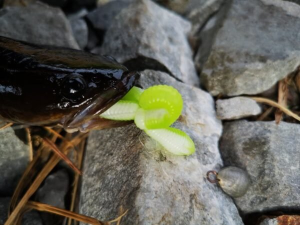 Haruan Runtu Tips Mancing: Teknik Apa Yang Sesuai Dengan Umpan Cacing Tiruan Nyot-Nyot?