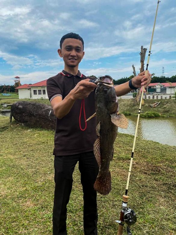 Ketutu Marble Goby Bujuk Forest Snakehead Haruan Snakehead Burmese Trout Sikang Peacock