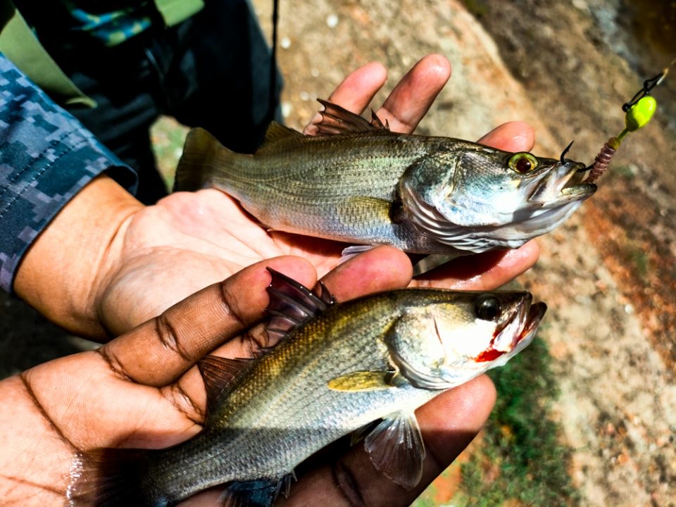 Short But Sweet Trip To Hunt Barramundi