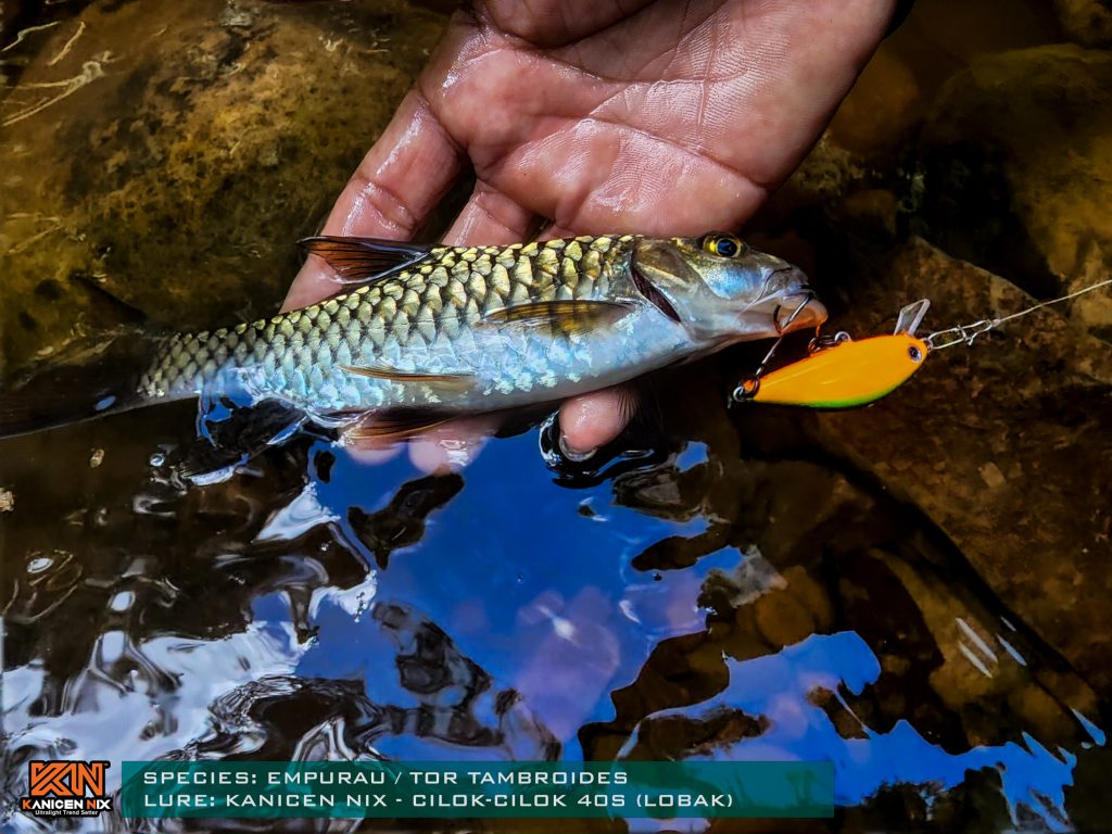 CILOK-CILOK ABS STREAM FISHING LURES - Kanicen Nix