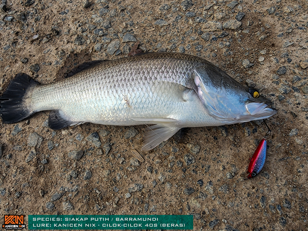 CILOK-CILOK ABS STREAM FISHING LURES - Kanicen Nix