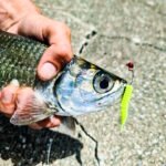 GRENTI STRIKE GELI GELI WORMS photo review