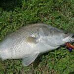 HALUS UPGRADED BRAIDED FISHING LINES photo review