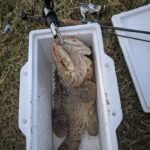 GRENTI STRIKE GELI GELI WORMS photo review