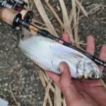 MAMPUIHHH SNAKEHEAD SERIES photo review