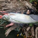 MAMPUIHHH SNAKEHEAD SERIES photo review