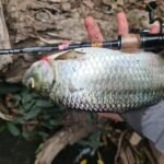 MAMPUIHHH SNAKEHEAD SERIES photo review