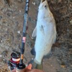 GRENTI STRIKE GELI GELI WORMS photo review