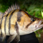 GRENTI STRIKE GELI GELI WORMS photo review